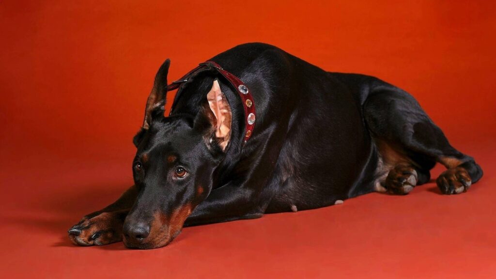 enfermedades comunes del dobermann