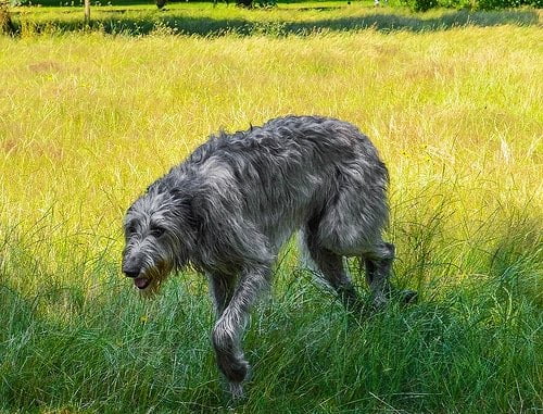enfermedades comunes del lobero irlandes