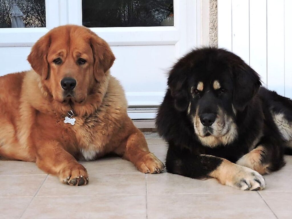 enfermedades comunes del mastín tibetano