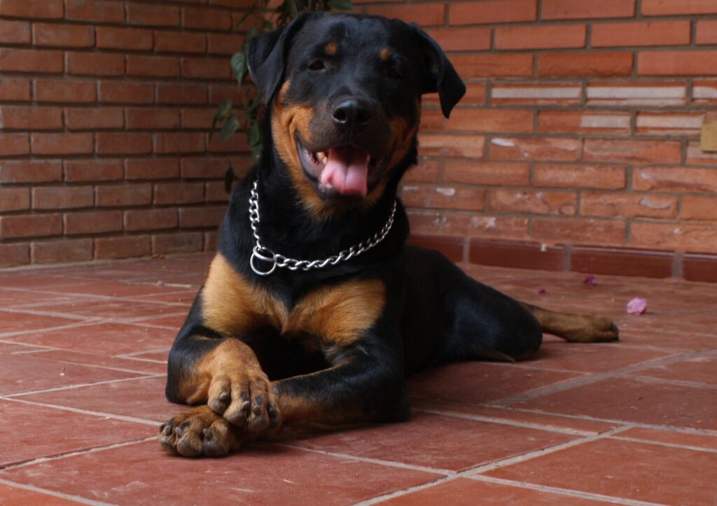 enfermedades comunes del rottweiler