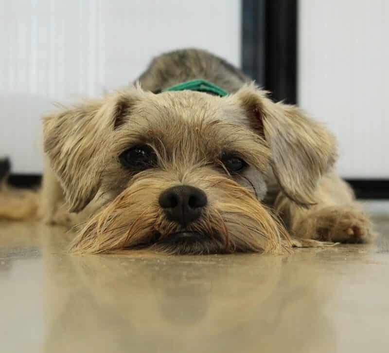 enfermedades comunes del schnauzer miniatura