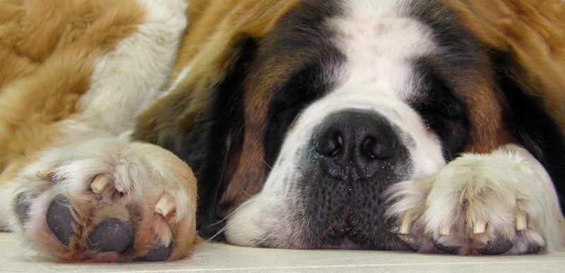 Enfermedades del perro San Bernardo