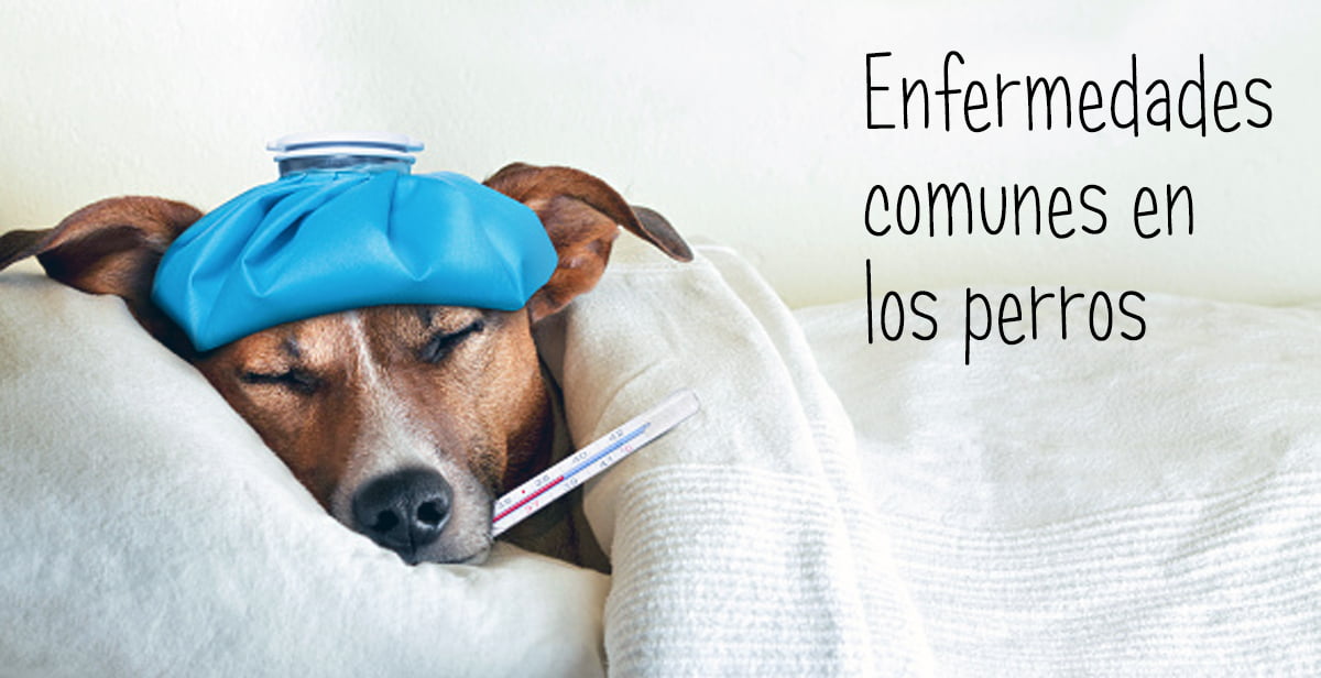 enfermedades comunes en perros