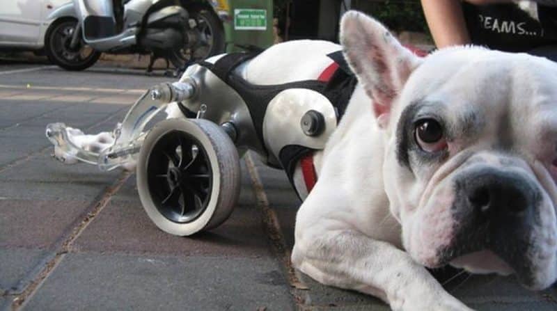 Enfermedades de tipo neurológico del Bulldog Francés