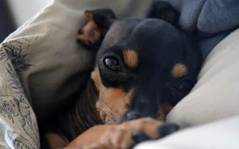 enfermedades del pinscher miniatura
