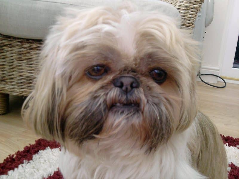 enfermedades del shih tzu