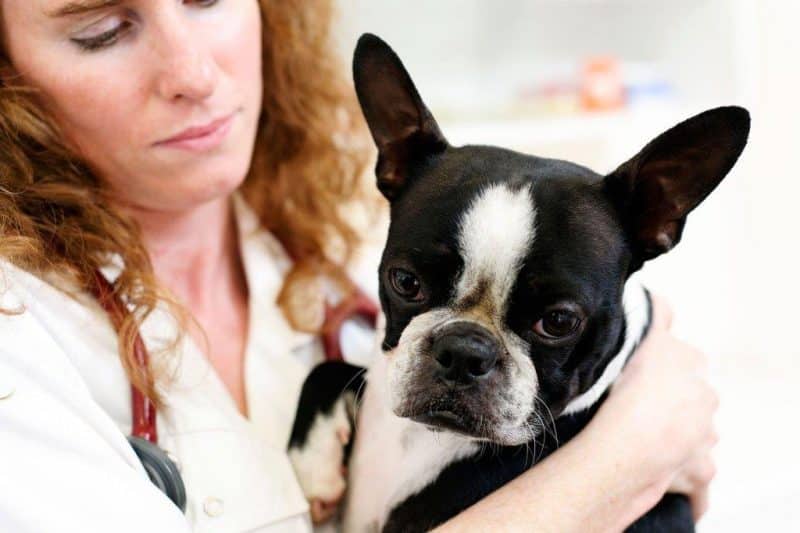 Enfermedades habituales del Boston Terrier