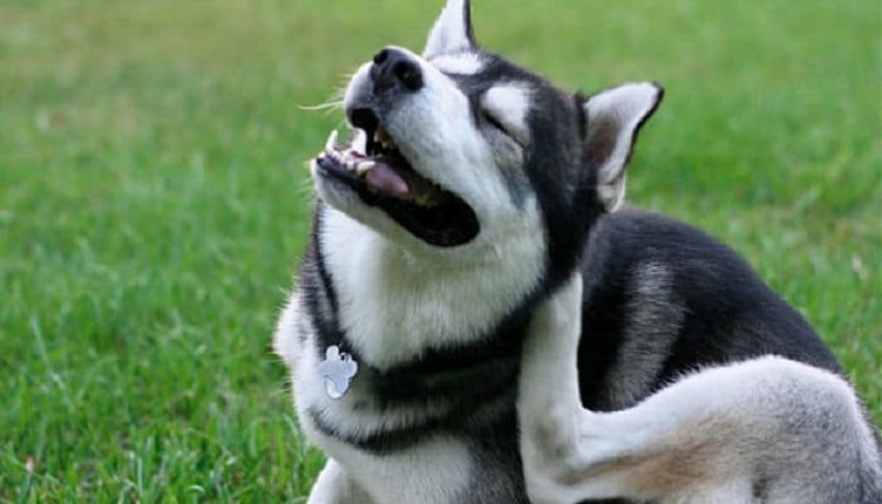 Enfermedades más comunes de la piel de un Husky Siberiano