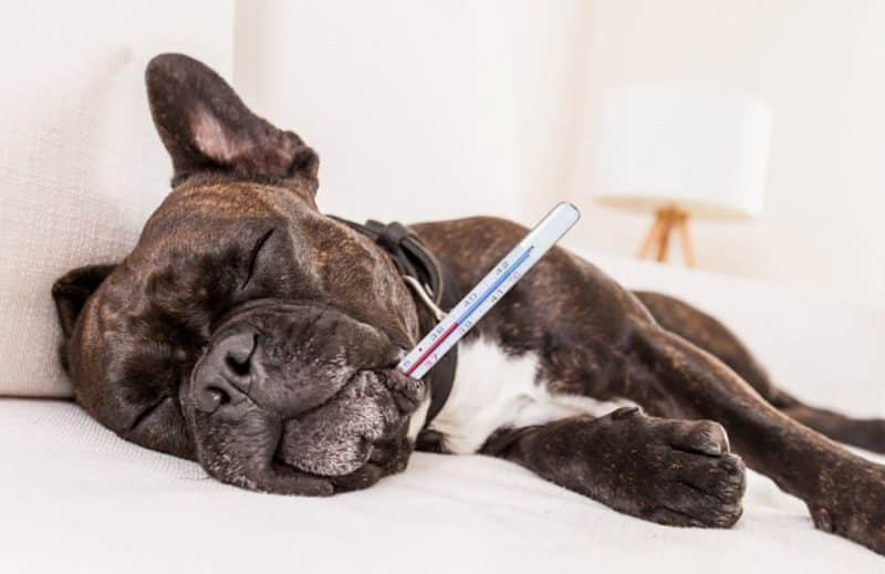 Enfermedades más comunes del Bulldog Francés