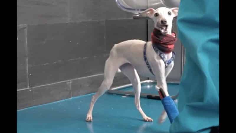 enfermedades mas comunes del galgo italiano