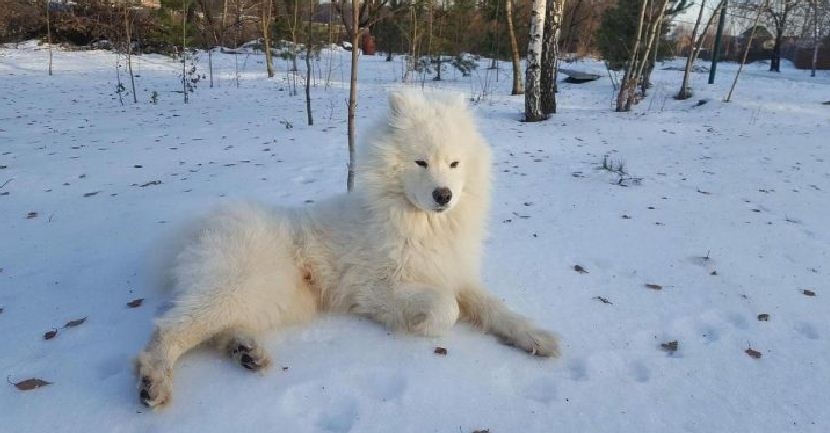 enfermedades más comunes del samoyedo