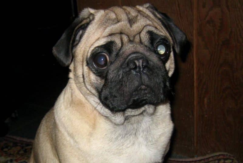 enfermedades oculares del Carlino