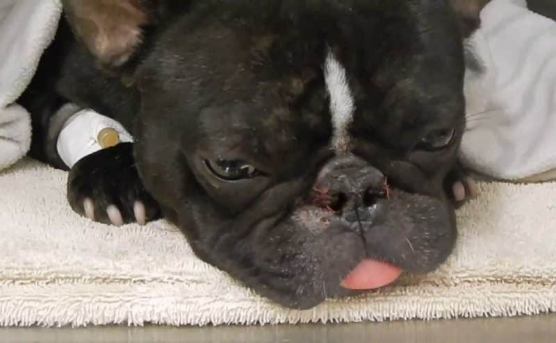 Enfermedades respiratorias del Bulldog Francés