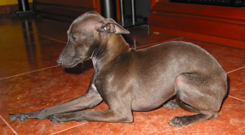 entorno perfecto para el galgo italiano