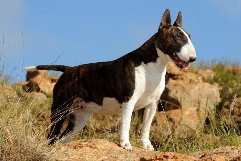 esperanza de vida de bull terrier