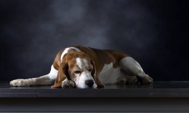 esperanza de vida de un perro beagle