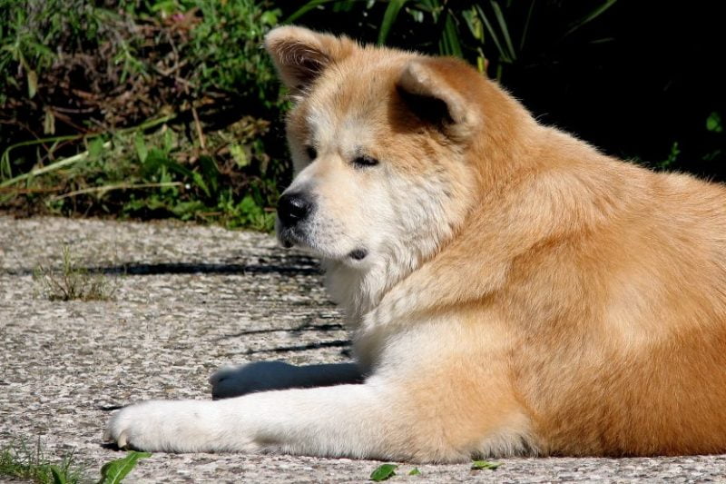 esperanza de vida del Akita Inu