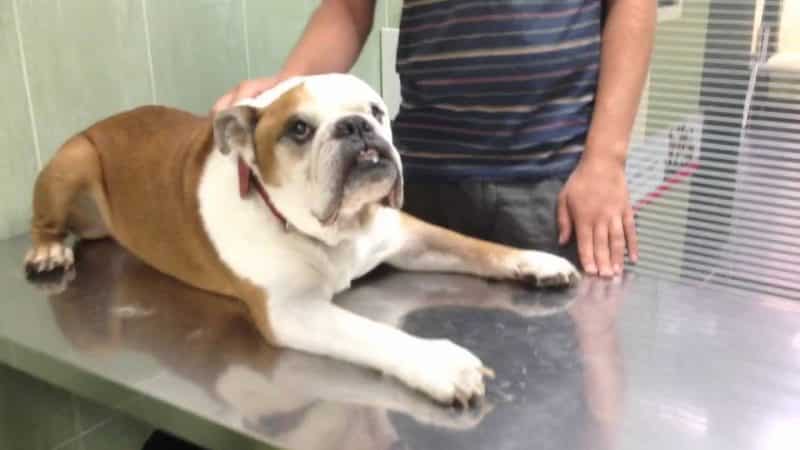 Esperanza de vida del Bulldog Francés