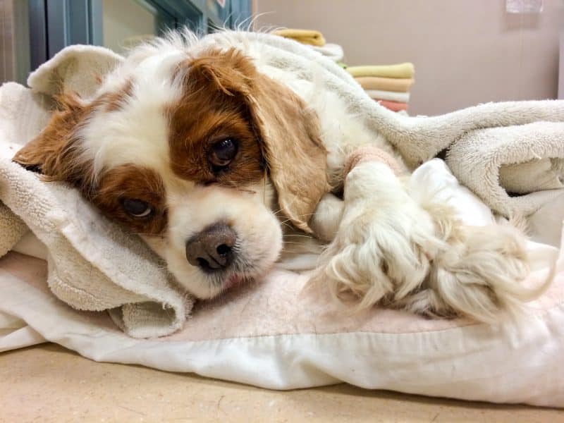 esperanza de vida del cavalier king charles spaniel