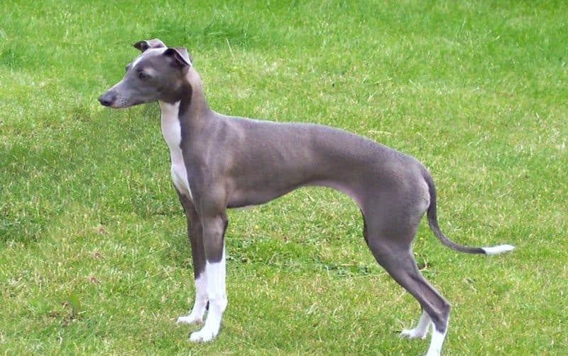 esperanza de vida del galgo italiano