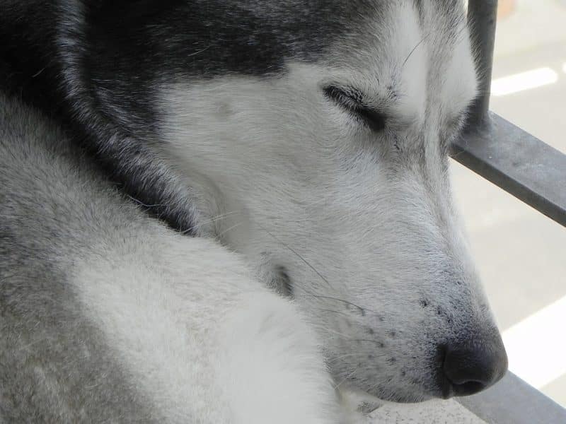 esperanza de vida del Husky Siberiano