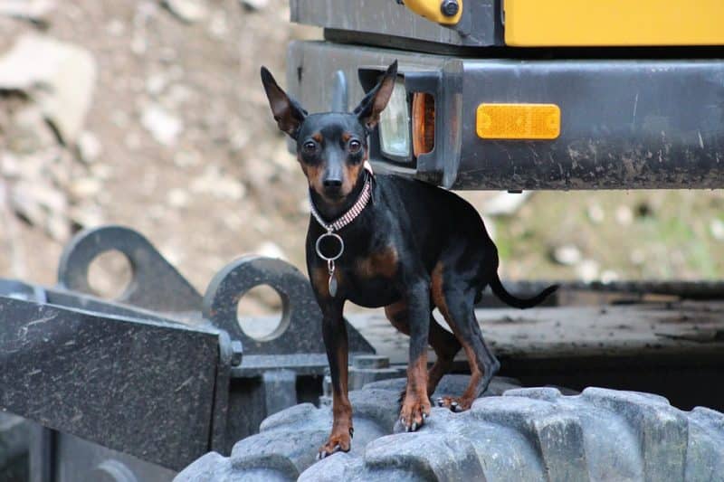 esperanza de vida del pinscher miniatura