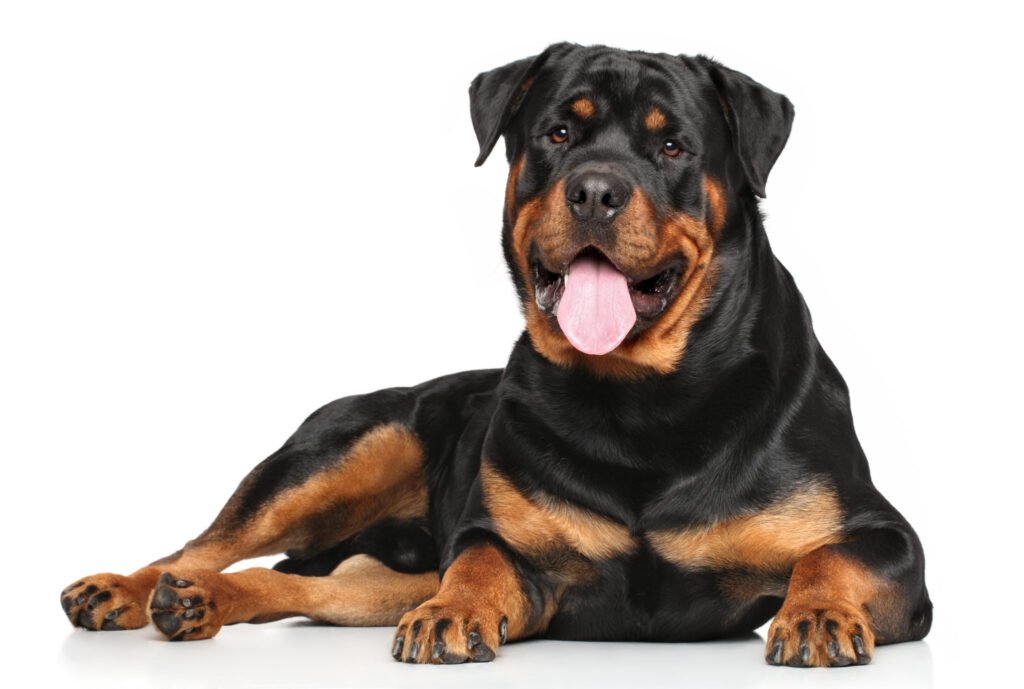 esperanza de vida del rottweiler
