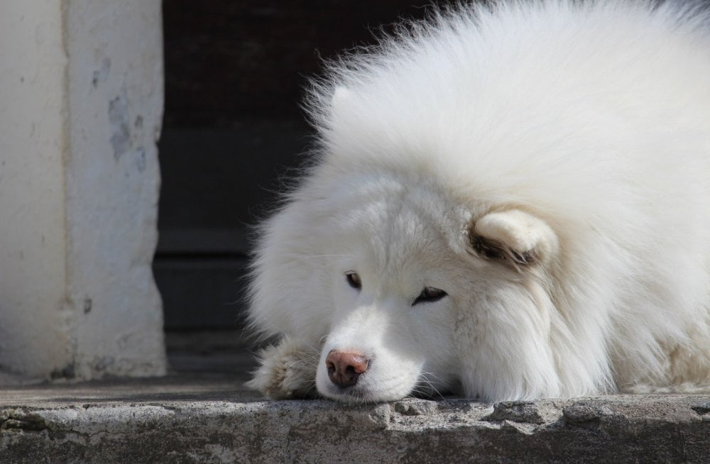 esperanza de vida del samoyedo