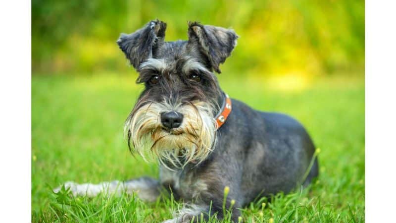 esperanza de vida del schnauzer miniatura