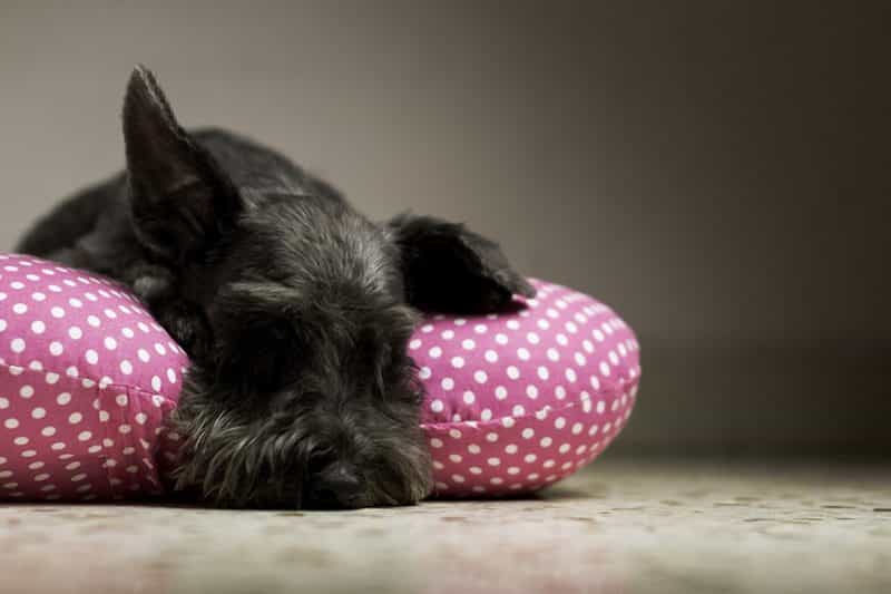 esperanza de vida del scottish terrier