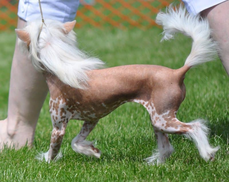 esperanza de vida perro crestado chino