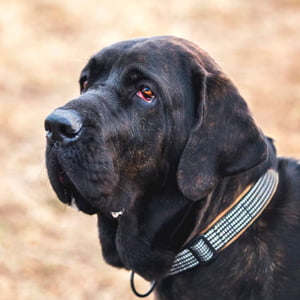 fila brasileiro contemplando la inmensidad