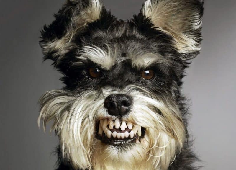foto de la cabeza de un schnauzer miniatura enojado