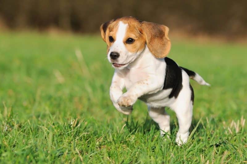 foto de un adorable cachorro Beagle corriendo