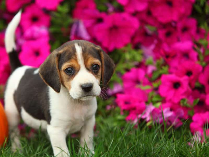 foto de un cachorro Beagle frente a unas bellas flores