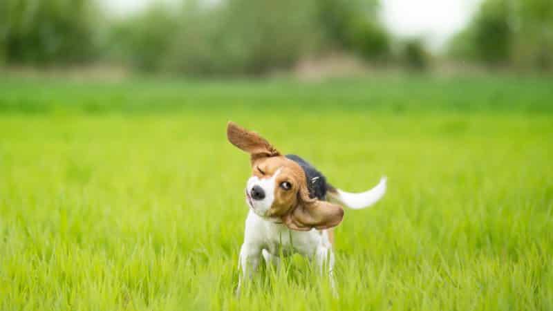 foto de un cachorro Beagle sacudiendose