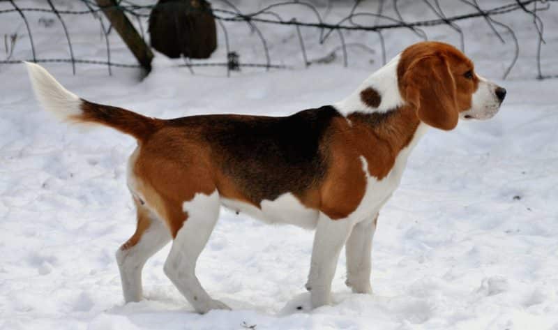foto de un joven perro Beagle parado sobre nieve