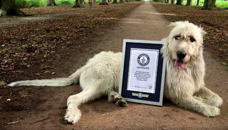 foto de un lobero irlandés con su certificado de pedigrí descansando en un sendero