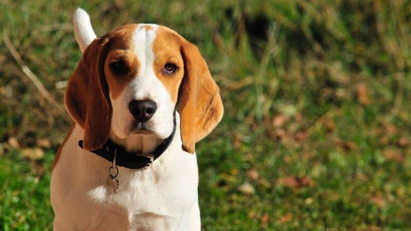 foto de un perro Beagle adulto