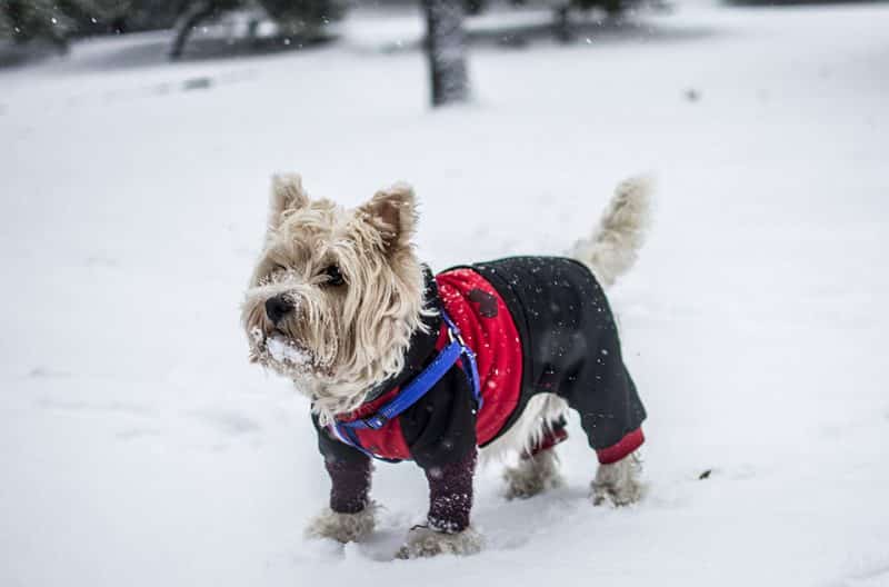 foto de un schnauzer miniatura con ropa sobre nieve