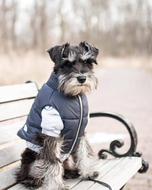 foto de un schnauzer miniatura con ropa sobre una banca de parque