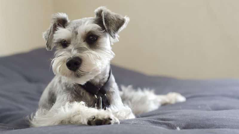 foto de un schnauzer miniatura descansando sobre una cama
