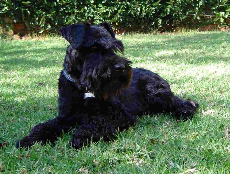 foto de un schnauzer miniatura negro descansando sobre césped