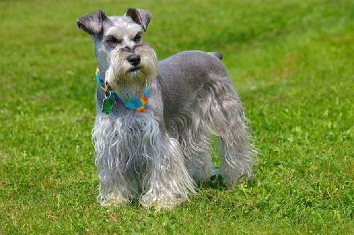 foto de un schnauzer miniatura parado sobre césped