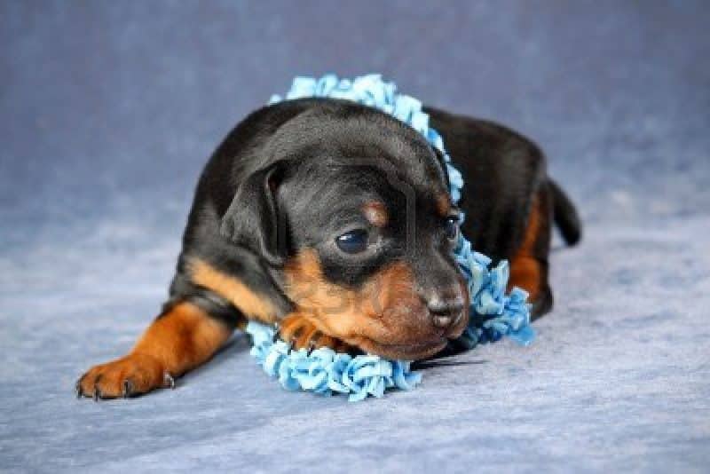 foto estudio de un cachorro pinscher miniatura