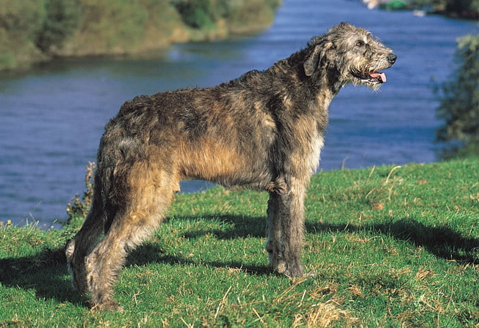 foto lateral de un lobero irlandés al borde de un río