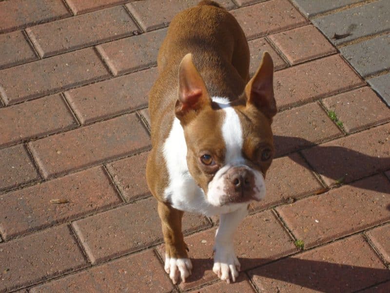 Fotografía de un Boston terrier con ángulo inclinado