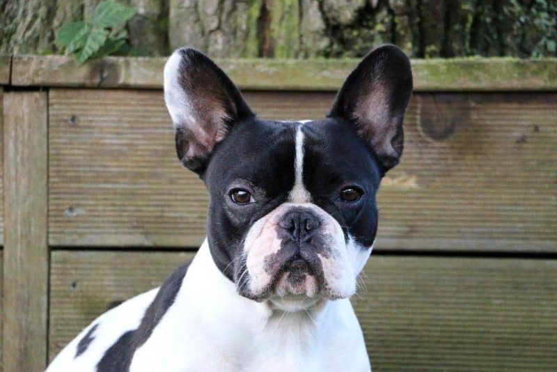 fotografía del rostro de un Boston Terrier