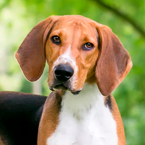 foxhound americano raza perro thumb