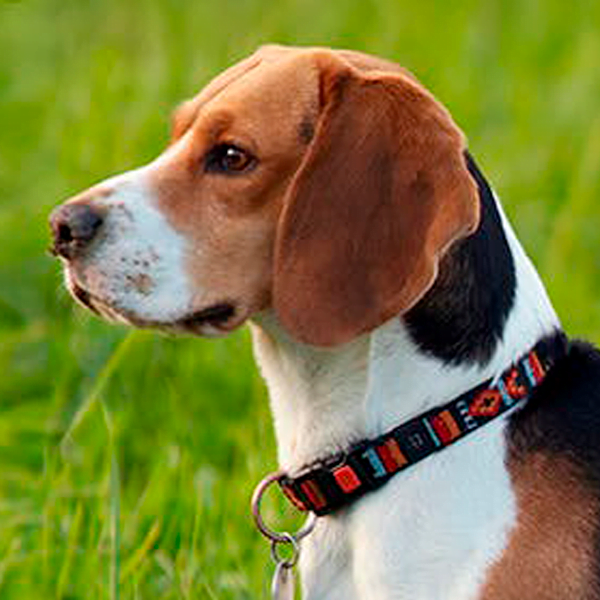 foxhound ingles raza perro